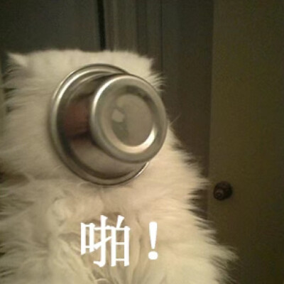 表情包