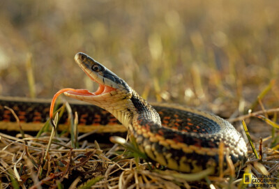 《束带蛇》
在加拿大曼尼托巴省，一条束带蛇正做出防御姿势。束带蛇又被称为花园蛇，它们是北美最常见、分布最广的蛇。摄影：Bianca Lavies
