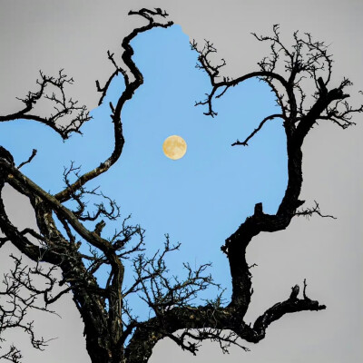 背景·图源微博