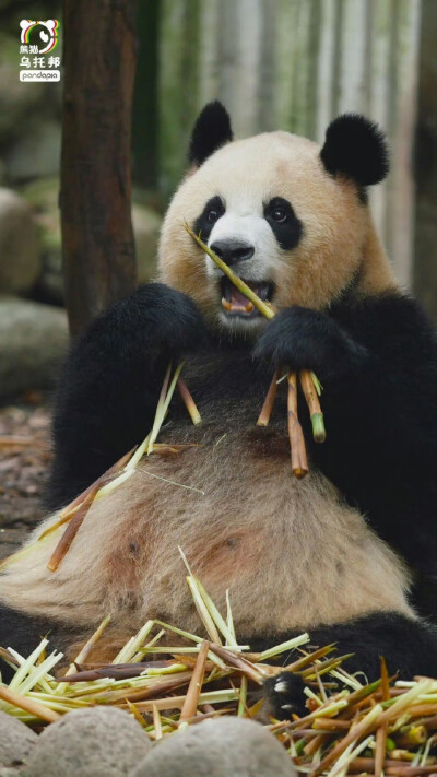 大熊猫头像壁纸