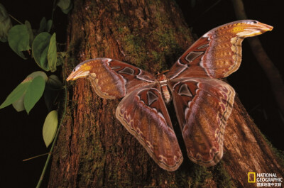 《乌桕大蚕蛾》
乌桕大蚕蛾是加里曼丹岛的成千上万种飞蛾之一，也是帕隆山令人着迷的居民，在鳞翅目昆虫中，她的体型极大，翼展可达25厘米。它的上翼尖张开时，就像是面朝外的蛇头，这可能是为了恫吓捕食者。…