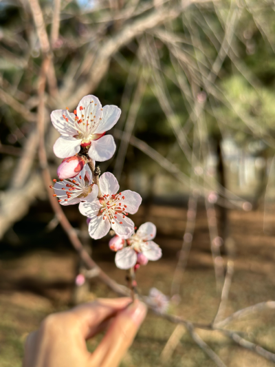 花