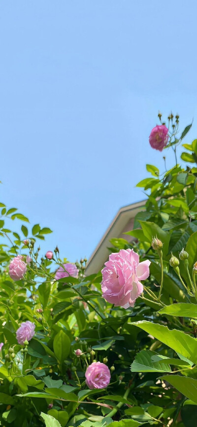 鲜花
