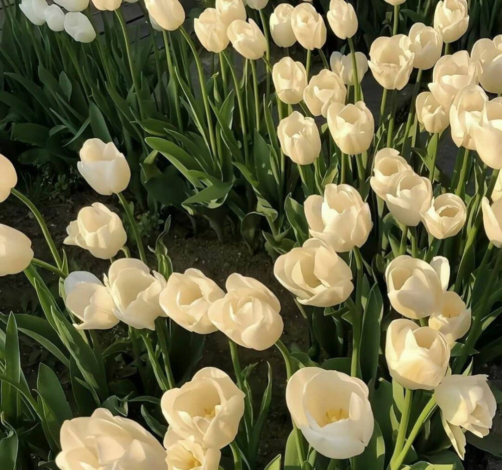 春日鲜花背景图