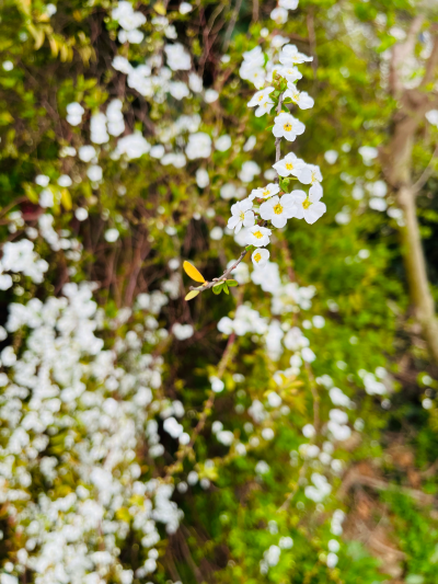 春意盎然 一起去春天里踏青赏花吧