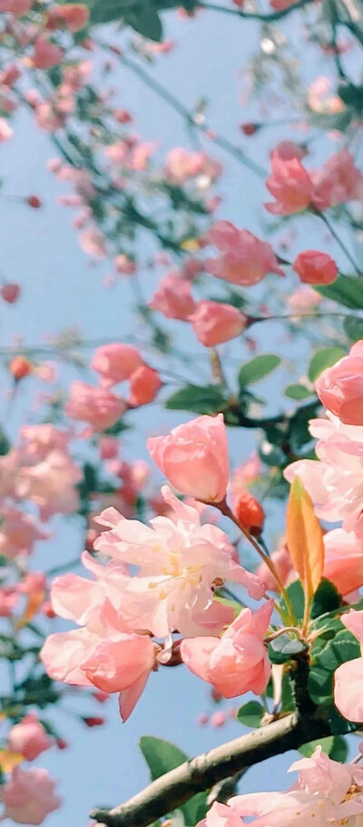 春日氛围感壁纸