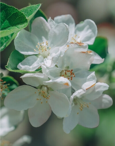 拂花弄琴坐青苔，绿萝树下春风来。 