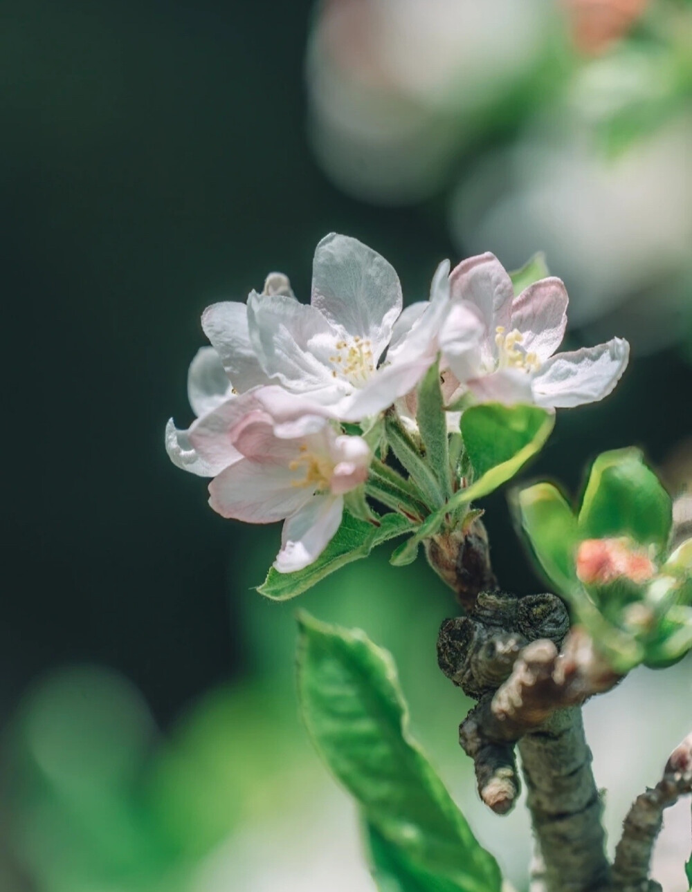 拂花弄琴坐青苔，绿萝树下春风来。 