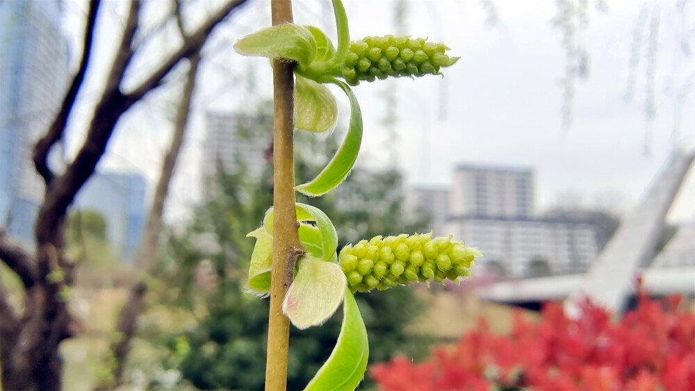 春满庐陵：柳树发芽吐新绿