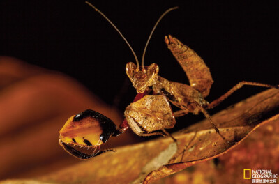 《薄翅螳螂》
一只薄翅螳螂伪装成枯叶的样子，偷偷接近蝴蝶、蜜蜂和蚜虫等猎物。摄影：Tim Laman