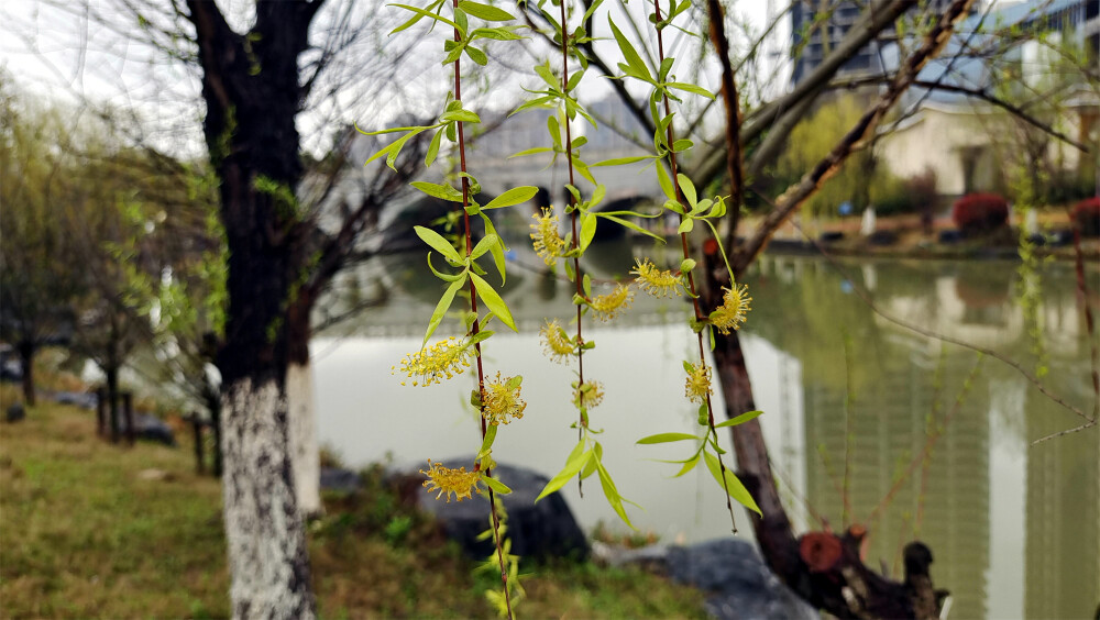 春满庐陵：柳树发芽吐新绿