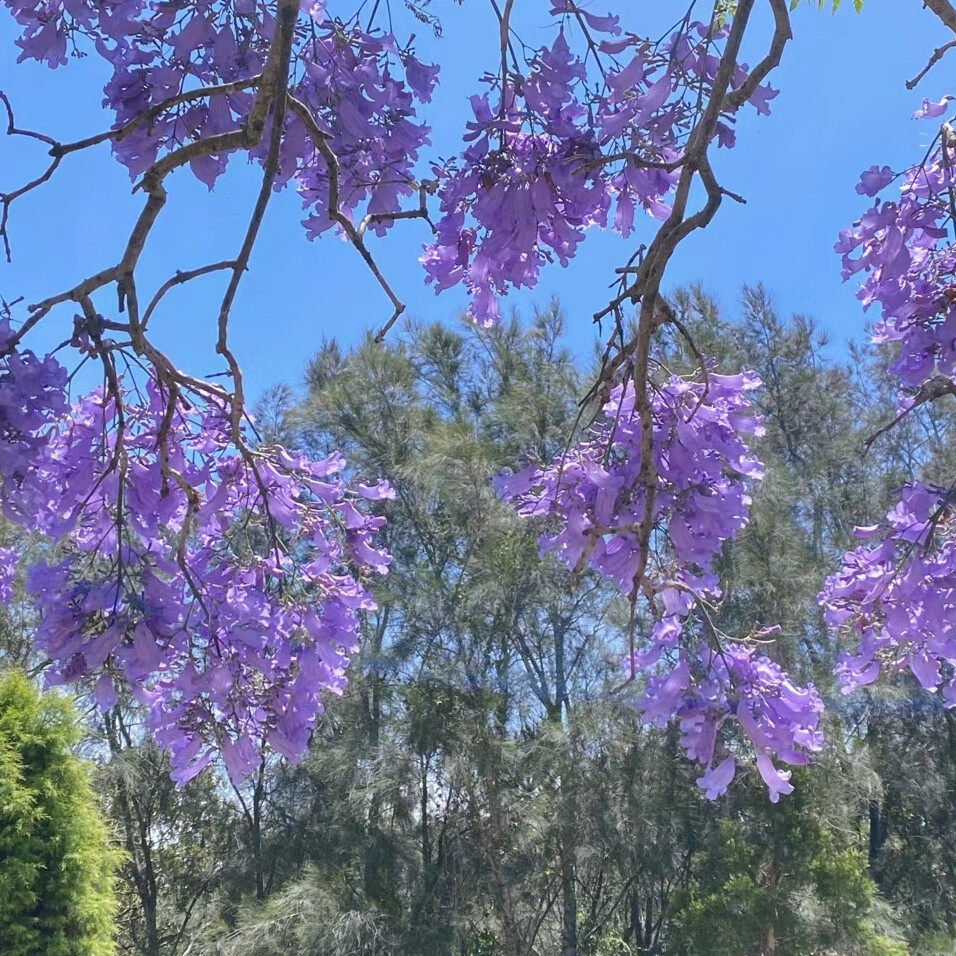 紫色系背景图║蓝花楹