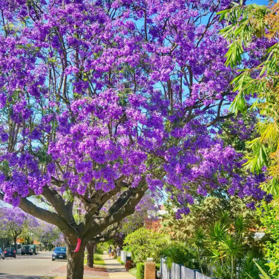 紫色系背景图║蓝花楹