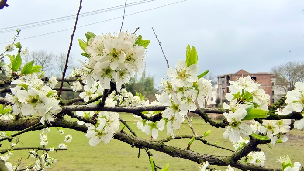 春满庐陵:李花怒放迎春来