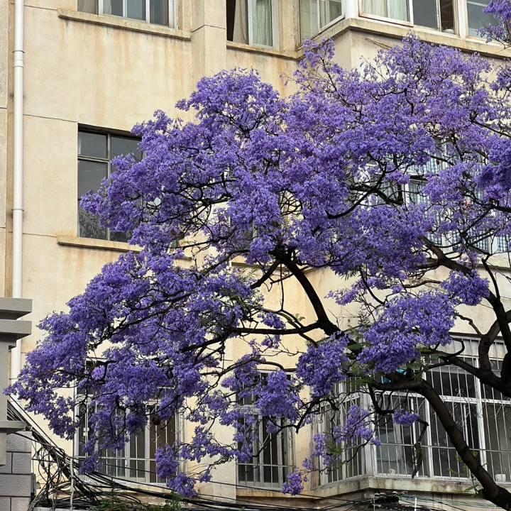 紫色系背景图║蓝花楹