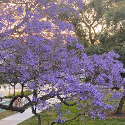 紫色系背景图║蓝花楹