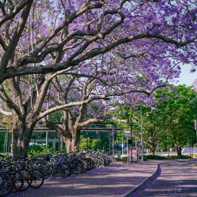 紫色系背景图║蓝花楹