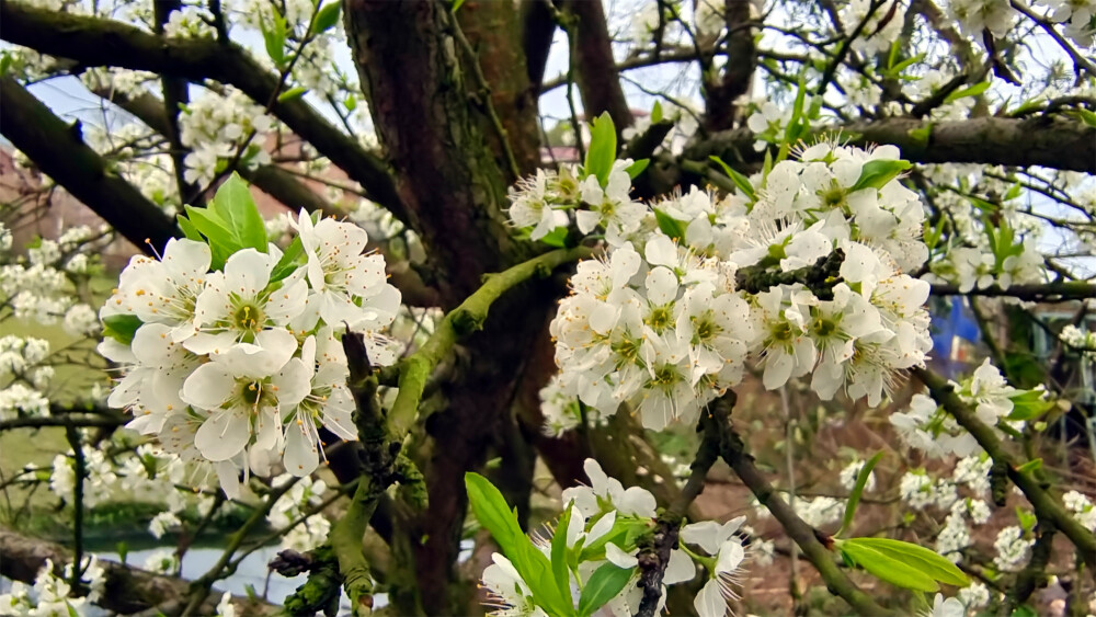 春满庐陵:李花怒放迎春来