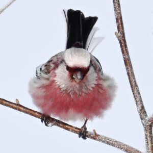 长尾朱雀 - 高清图片,堆糖,美图壁纸兴趣社区