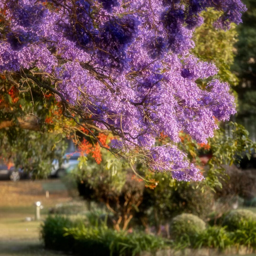 紫色系背景图║蓝花楹