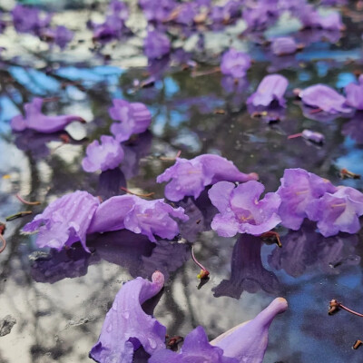 紫色系背景图║蓝花楹