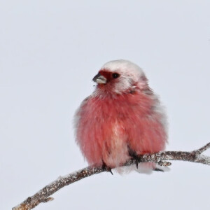 长尾朱雀 - 高清图片,堆糖,美图壁纸兴趣社区