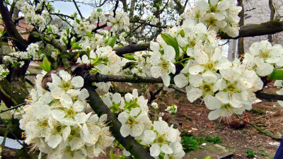 春满庐陵:李花怒放迎春来