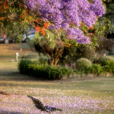 紫色系背景图║蓝花楹