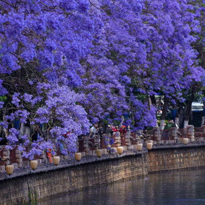 紫色系背景图║蓝花楹