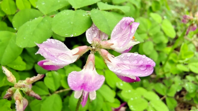 雨中赏花：紫云英