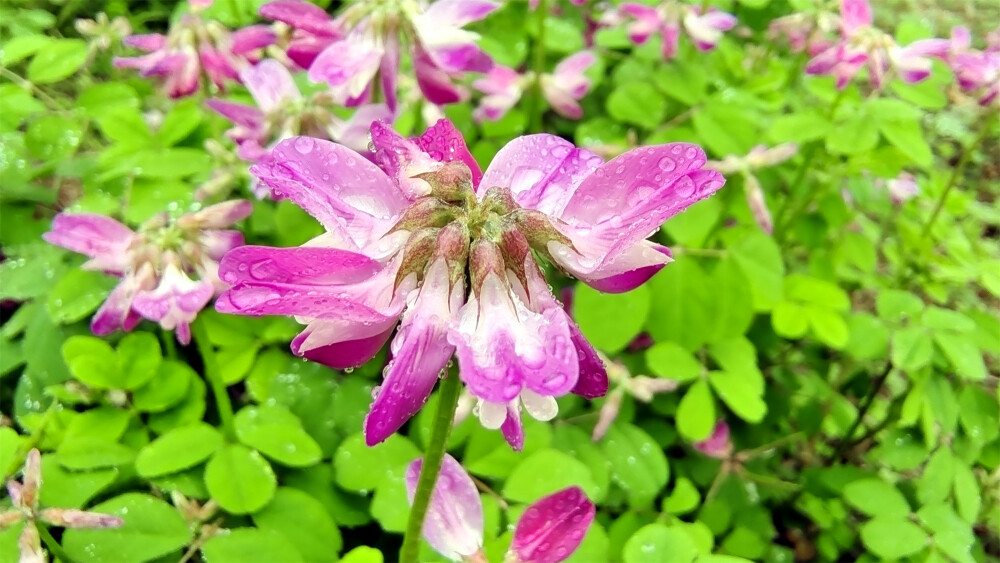 雨中赏花：紫云英