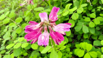 雨中赏花：紫云英