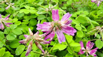 雨中赏花：紫云英