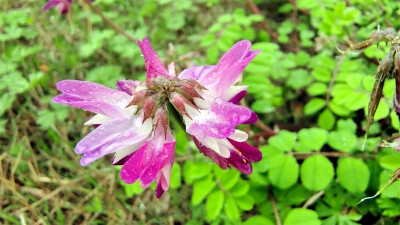 雨中赏花：紫云英