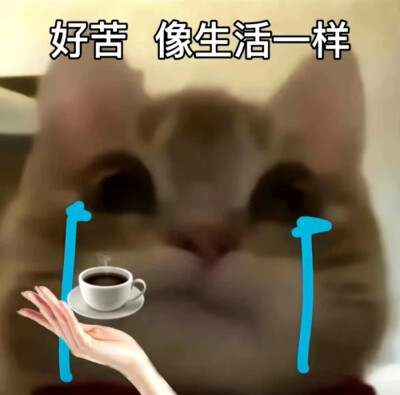 歪嘴小猫咪