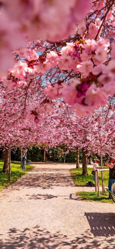 spring～春日樱花壁纸背景