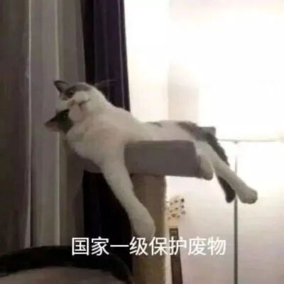 猫猫表情包