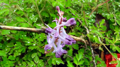 春满庐陵：紫堇花开