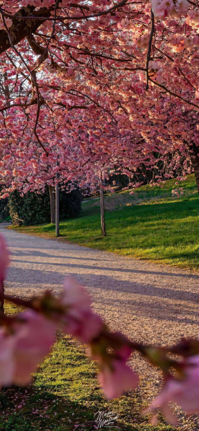 spring～春日樱花壁纸背景