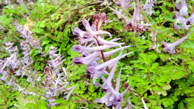 春满庐陵：紫堇花开