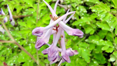 春满庐陵：紫堇花开