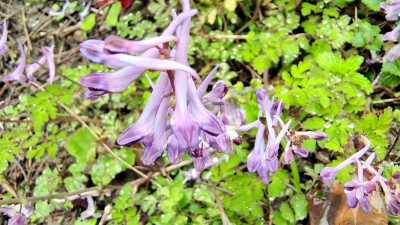 春满庐陵：紫堇花开