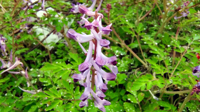 春满庐陵：紫堇花开