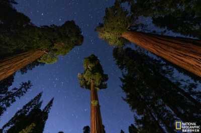 《守望星空》
美国加利福尼亚州的美洲杉国家公园里，有的巨杉已经在这片星空下伫立近4000年。它们是地球上最古老的生物之一，也是世界上现存最大的树。摄影：Keith Ladzinski