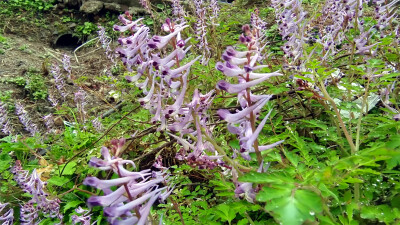 春满庐陵：紫堇花开