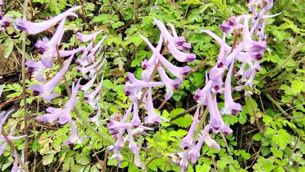 春满庐陵：紫堇花开