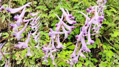 春满庐陵：紫堇花开