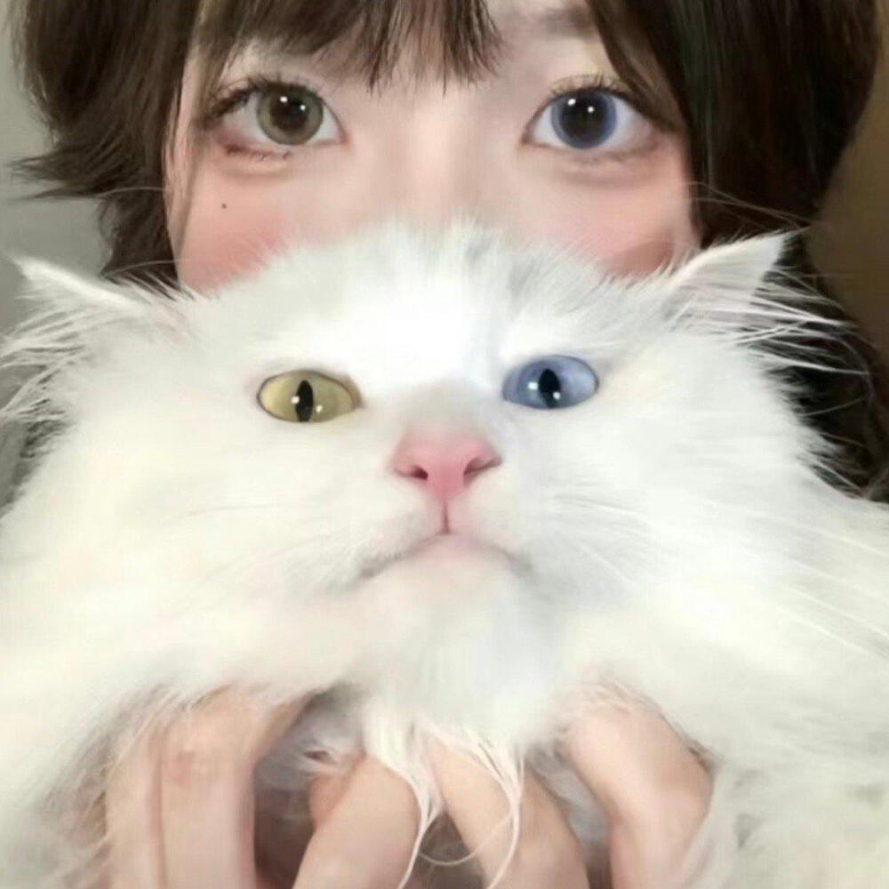 抱猫女头