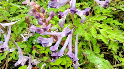 春满庐陵：紫堇花开