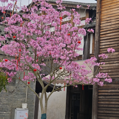 粉色系背景图║花朵